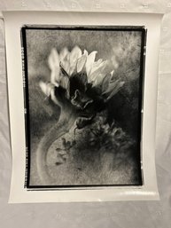 Eric Kamp 16x20 Pencil Signed Print Sunflowers