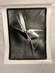 Eric Kamp 16x20 Pencil Signed Print Bird Of Paradise