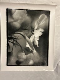 Eric Kamp 16x20 Pencil Signed Print Cosmos