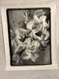 Eric Kamp 16x20 Pencil Signed Print Hyacinth