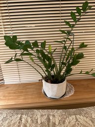 24 Inch Zamioculcas Zamiifolia ZZ Live Indoor Mature Healthy Plant In Pot