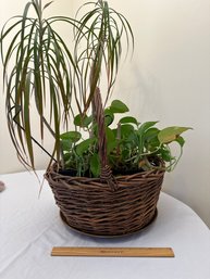 Wicker Basket With Houseplants Dragon Tree Pathos