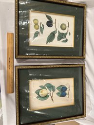 Set Of 2 Vintage Custom Framed And Matted Studies Botanicals Fruits Colour Prints