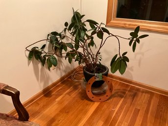 Large Ficus Rubber Tree House Plant On Wheels With Extra Floor Protector