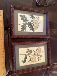 Set Of Two Framed Matted, Botanical Prints 6x8 In