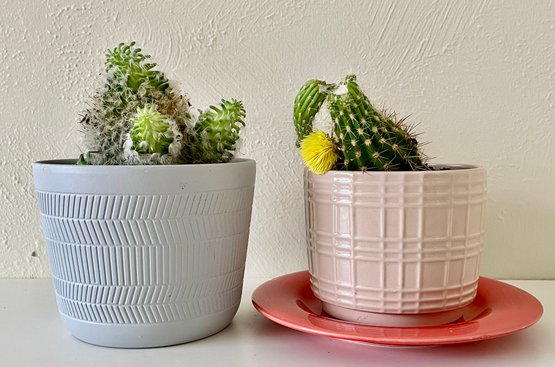 Two Cactus Plants In Ceramic Pots