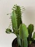 Beautiful Large Live Cactus In Metal Pot