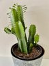 Beautiful Large Live Cactus In Metal Pot