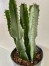 Larger Cactus Plant