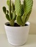Live Cactus In White Plastic Pot