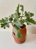 2 Live Plants, One In Terracottal Pot