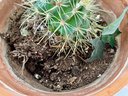 Cacti & Succulents In Terra Cotta Pots.