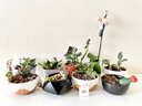 Collection Of Succulents & Other Plants