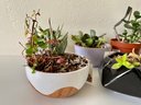 Collection Of Succulents & Other Plants