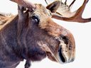 Majestic Giant Moose Head Taxidermy
