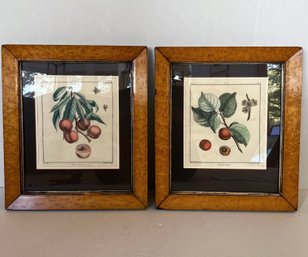 19 C. French Colored Etchings Of Fruit In Custom Burl Wood Frames- Lot 2