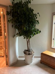 Faux Ficus Tree In A Beautiful And Heavy Porcelain Pot