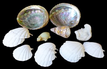 Group Of Shells, 2 Large Abalone Shells, And Marble Turtle