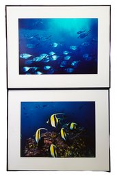 2 Prints 'Pampano Dreams' Print By Marc Bernardi And 'Anglefish' Print By Marc Bernardi