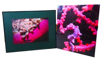 2 Prints 1 Matted Of Sea Horse 25' X 20 And Coral Sea Life 28' X 23'