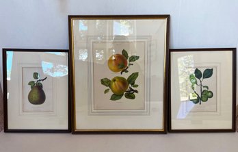 Charming  European  Colored Etchings Of Fruit- Lot 3