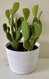 Live Cactus In White Plastic Pot