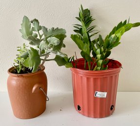 2 Live Plants, One In Terracottal Pot