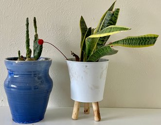2 Live Houseplants In Pots