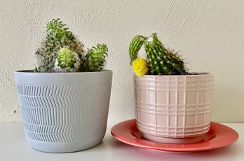 Two Cactus Plants In Ceramic Pots