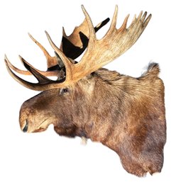 Majestic Giant Moose Head Taxidermy