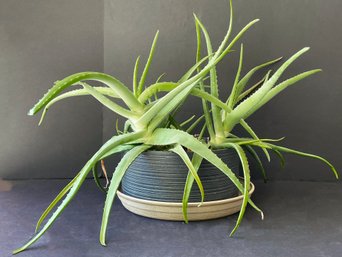 Gorgeous Large Live Aloe Plant In Black Pot