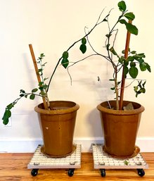 2 Lovely Large Potted Plants On Wheeled Stands