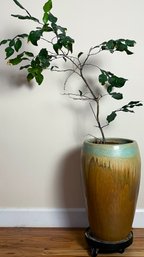Beautiful Plant Pot & Live Tree