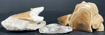 3 Incredible Fossils Including Preserved Tooth