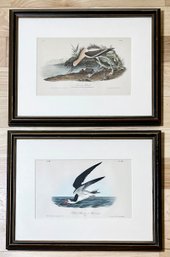 2 Framed Vintage Audubon Lithograph Prints - American Avocet & Black Skimmer