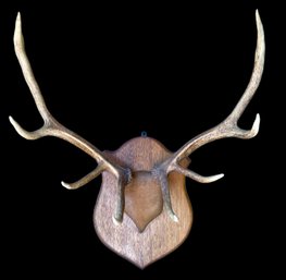 Mounted Elk Antlers