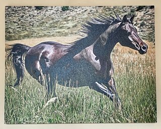 Beautiful Horse Photograph Print On Canvas