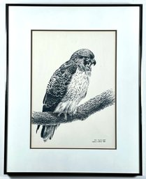 Red Tailed Hawk Pen Drawing Print Signed By Charlie D. Brown