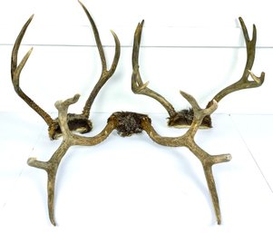 Rustic Decorative Antlers