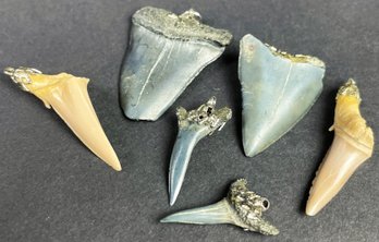 2 Fossilized Shark Teeth With Other Shark Teeth Pendants
