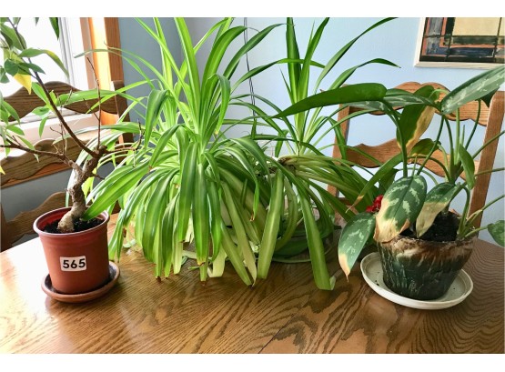 3 Houseplants & A Vintage Planter