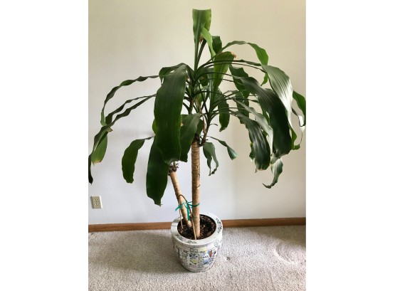 Very Large House Plant In Asian Planter