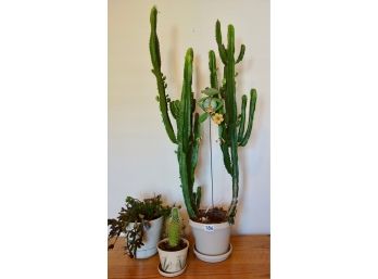 3 Plants Including Large Cactus