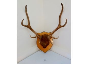 Mounted  Antlers