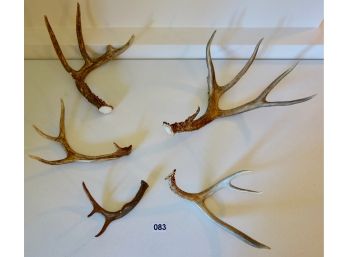 Smaller Deer Antlers