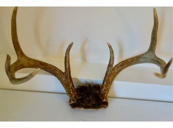 8 Point Deer Antler Rack