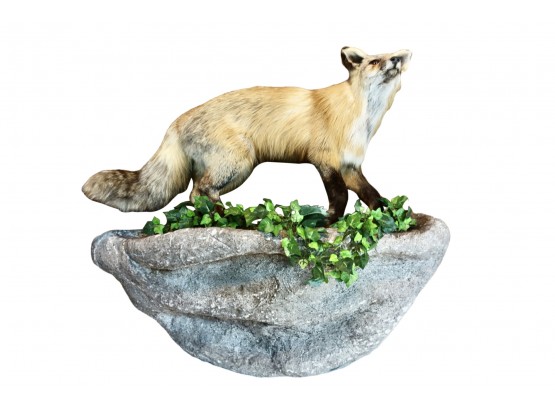 Full Body Fox Taxidermy On Faux Rock