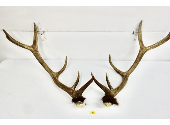 Pair Of Large Elk Antlers