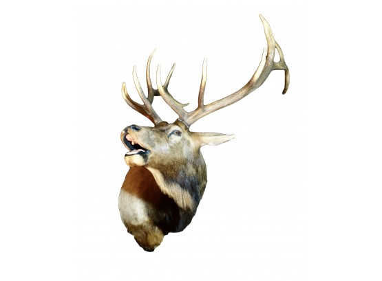 Amazing 6 Point Elk Shoulder Mount Taxidermy