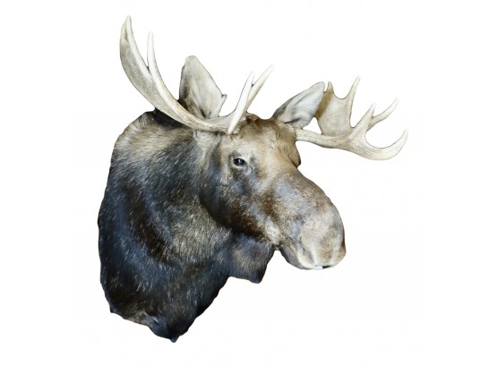 Gorgeous Moose Shoulder Mount Taxidermy, 12 Point